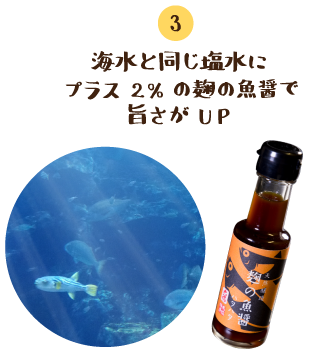 海水と同じ塩水にプラス2％の麹の魚醤で旨さがUP