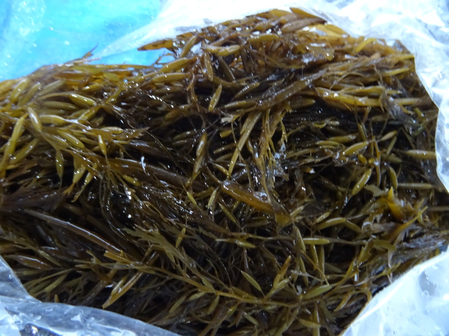 冷凍アカモク(500g×25袋入り）業務用