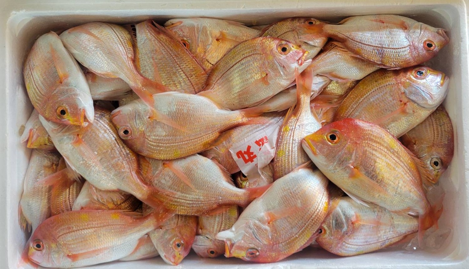 冷凍 レンコ鯛　小サイズ（約50尾入り）
