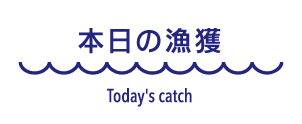 本日の漁獲情報