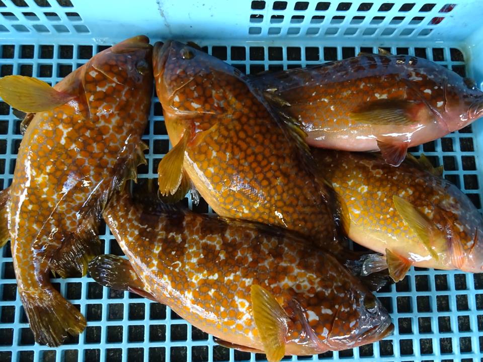 但馬の魚 但馬漁業協同組合