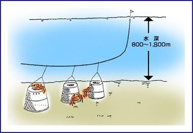 ベニズワイカニかご漁業